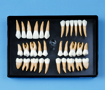 tooth