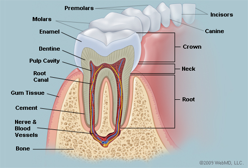 teeth 